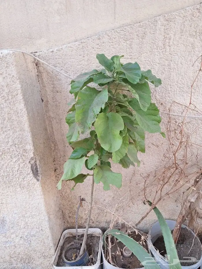 شتلات للبيع وقطع صبار 12