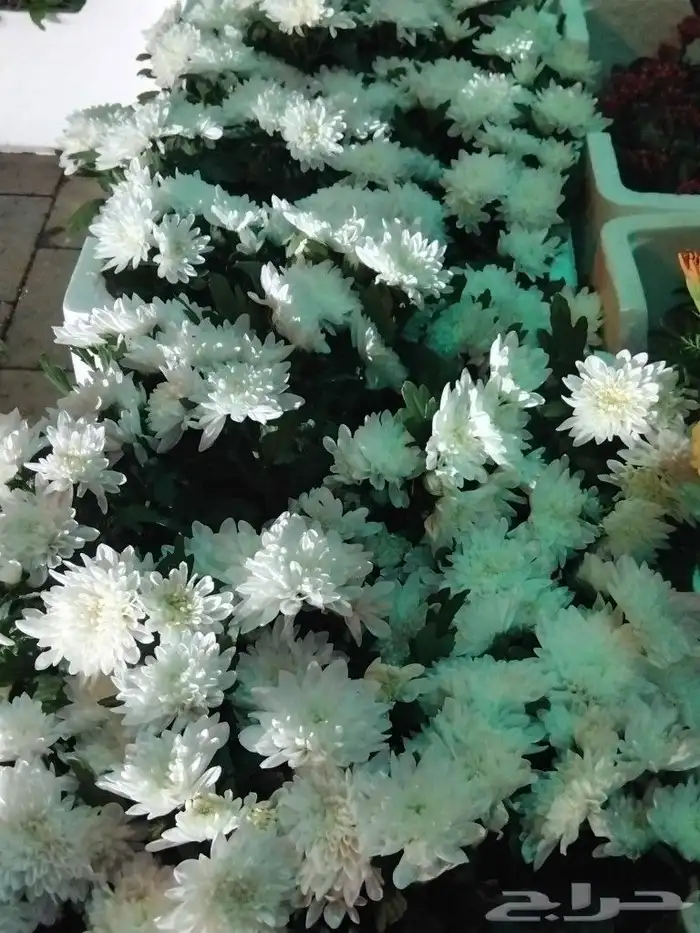 مزارع شتل 22