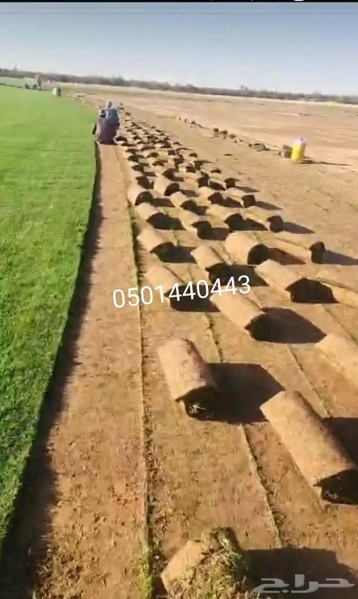 ثيل طبيعي شي الفين درجه اولي صافي من الخلط 3