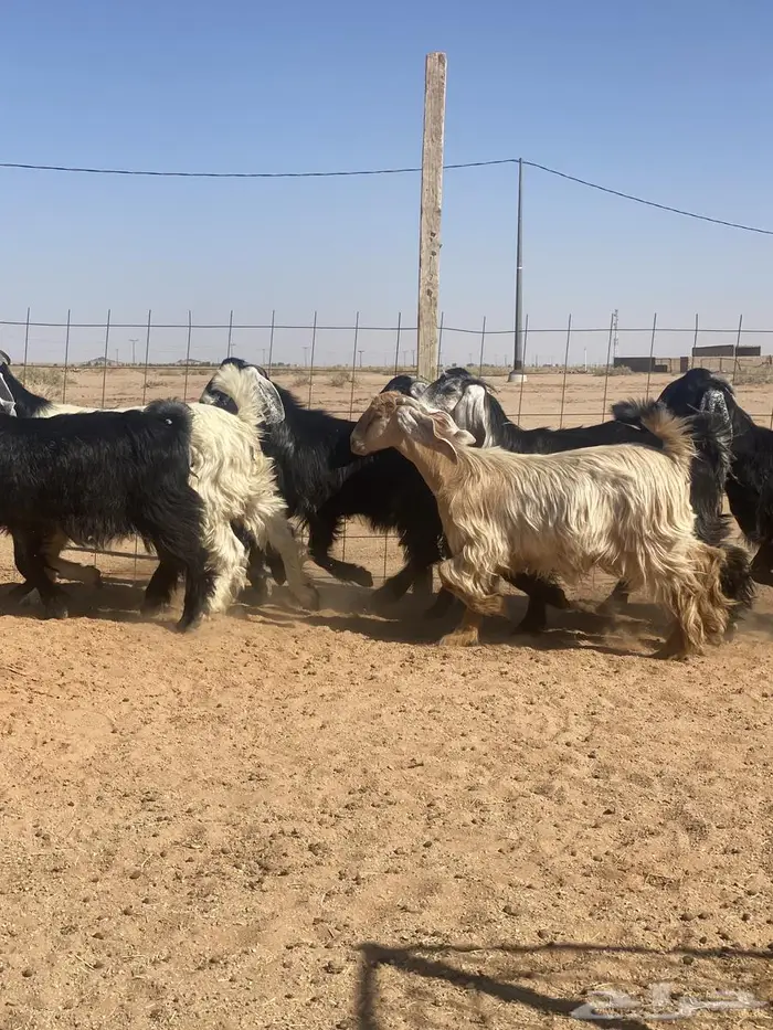 جفرات عوارض رقم1 للبيع تم البيع 3