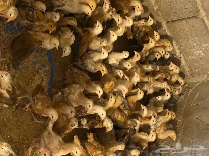 صوص تركي وكولمبي 2