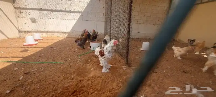 دجاج ورمي 3