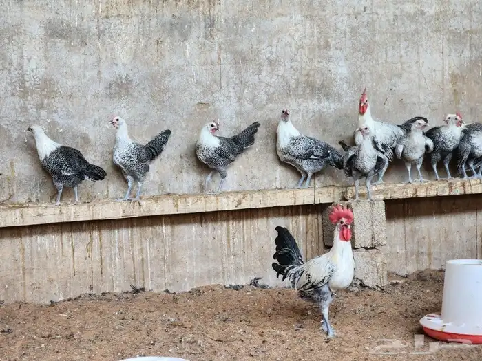 دجاج فيومي بياض 2