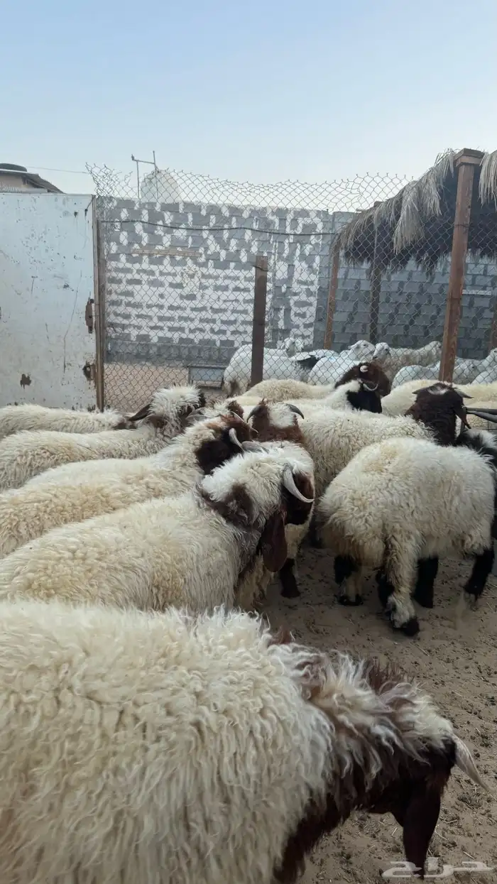 هرفا ذبايح 1