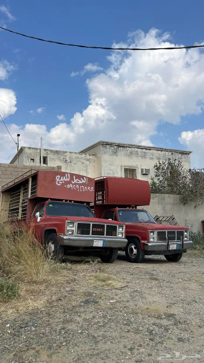 جموس نحل للبيع   القريع بني مالك البشران 14