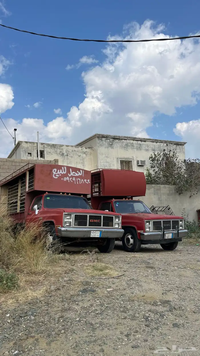 جموس نحل للبيع   القريع بني مالك البشران 13