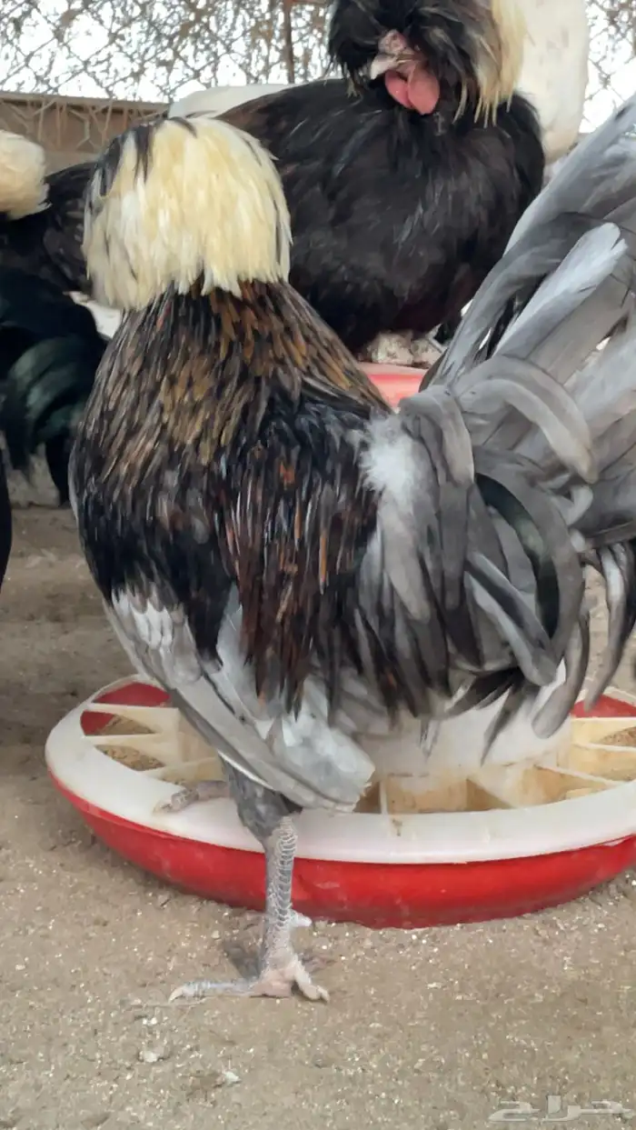 صوص دجاج بولش امريكي ولوهمان 6