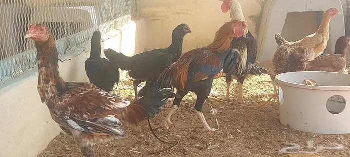 دجاج ورمي 0