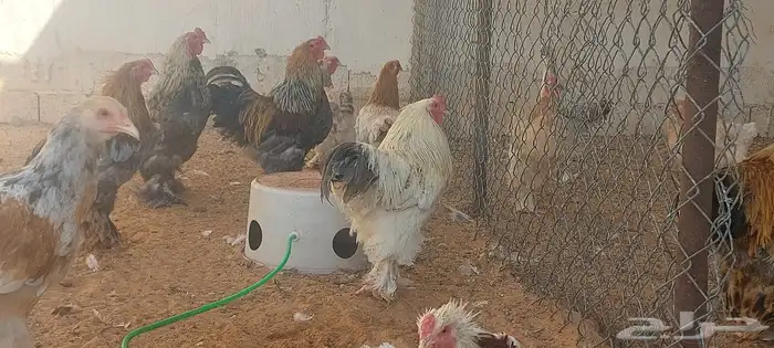دجاج ورمي 4