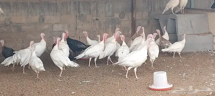دجاج ورمي 6