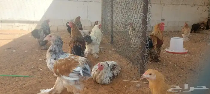 دجاج ورمي 5