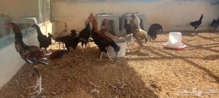 دجاج ورمي 2