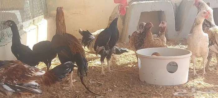 دجاج ورمي 1