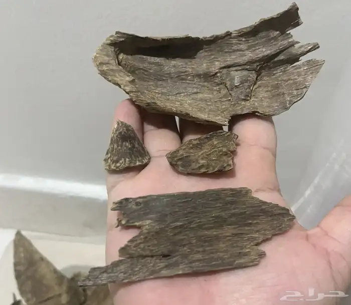 عود سمباوه طبيعي 3