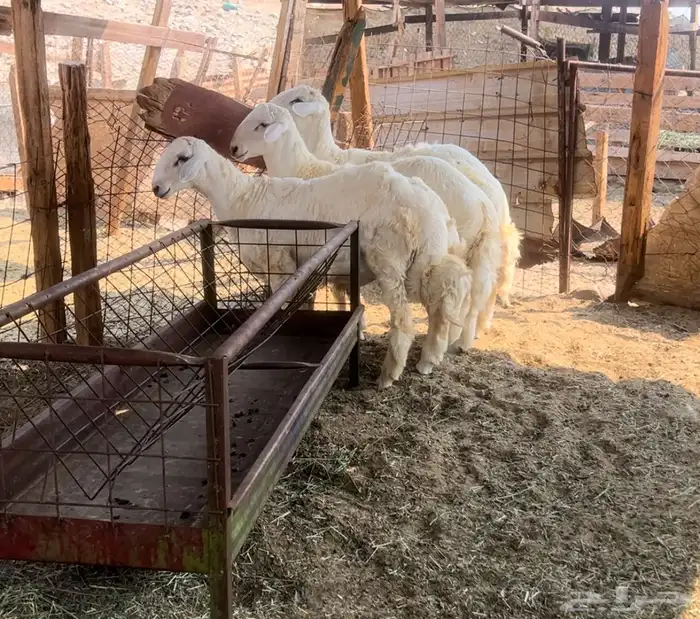 ذبايح مناسبات مجمله طليان حريه للبيع 4