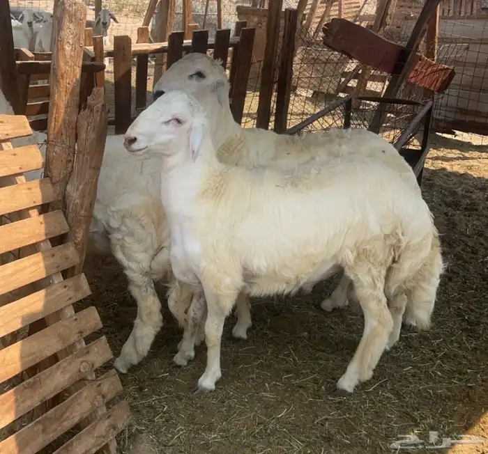 ذبايح مناسبات مجمله طليان حريه للبيع 1