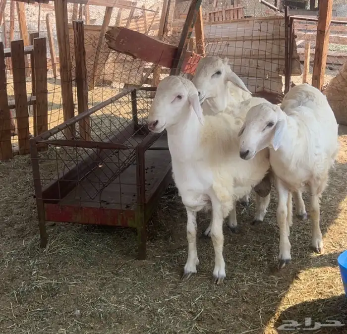 ذبايح مناسبات مجمله طليان حريه للبيع 2