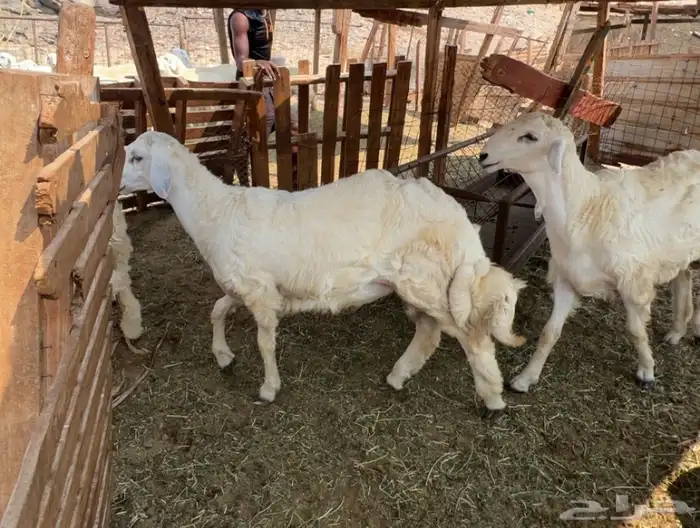 ذبايح مناسبات مجمله طليان حريه للبيع 3