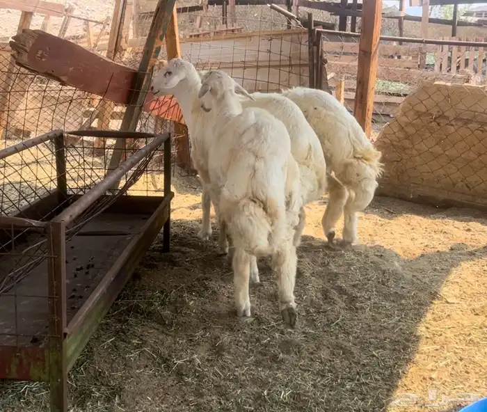 ذبايح مناسبات مجمله طليان حريه للبيع 0