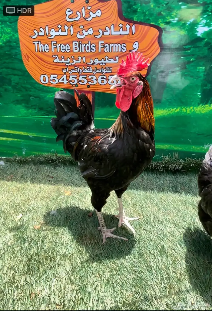 دجاج امريكي عملاق . جيرسي 2