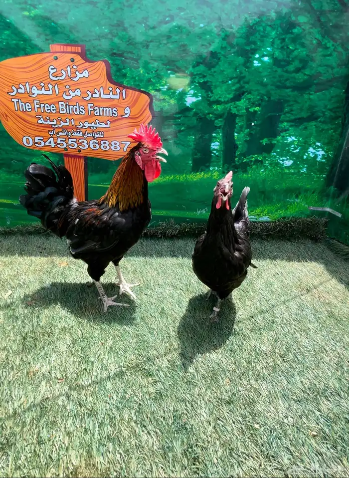 دجاج امريكي عملاق . جيرسي 0