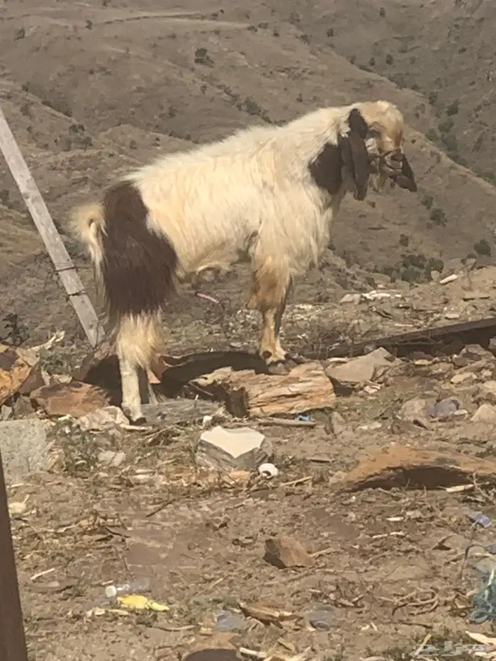 تيس فحل مهجن مصري باكستاني مشاءالله تبارك الله فحل حار 2