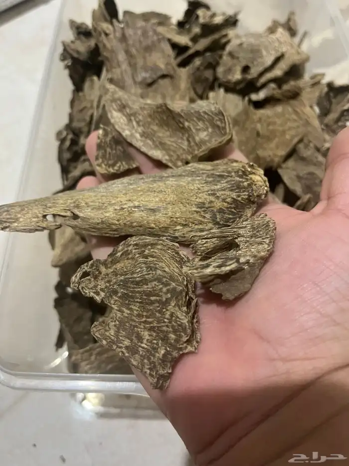 عود سمباوه طبيعي 0
