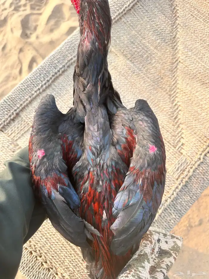 دجاج باكستاني سندي فواخر 1