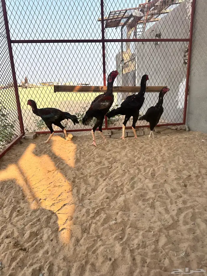دجاج باكستاني سندي فواخر 3