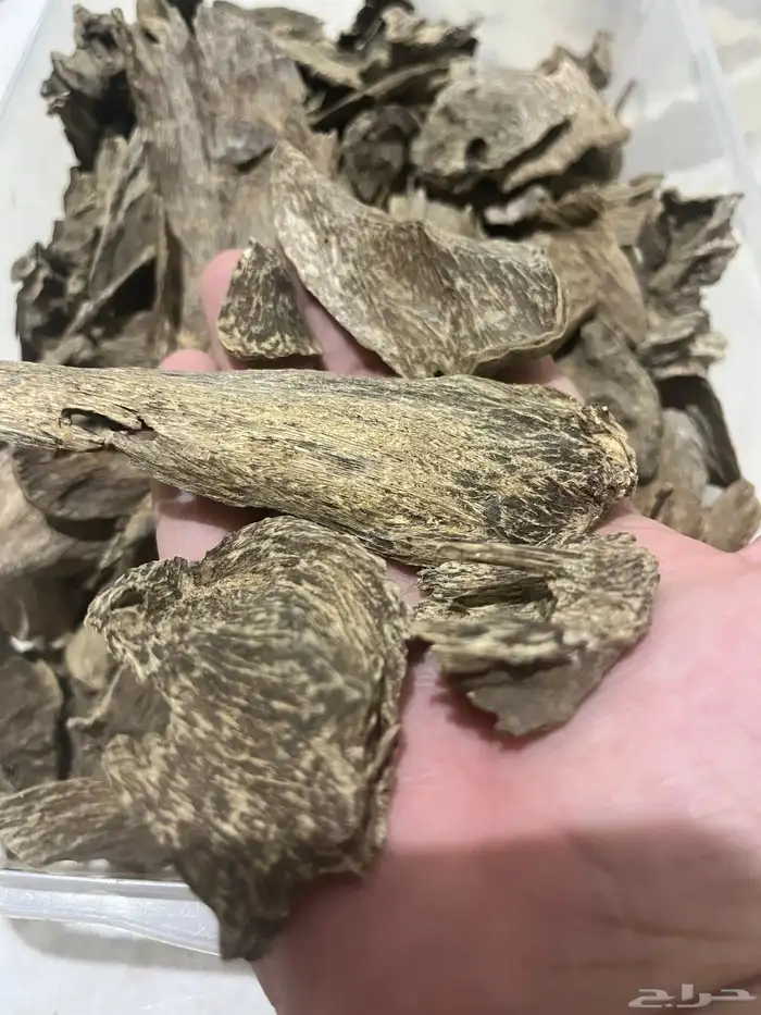 عود سمباوه طبيعي 1