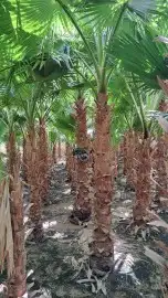 نحنو نقوم بتوريد النخيل العربي ولواشنطنش وزيتون ولحمضيات وتر 4