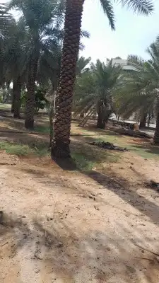 نحنو نقوم بتوريد النخيل العربي ولواشنطنش وزيتون ولحمضيات وتر 3
