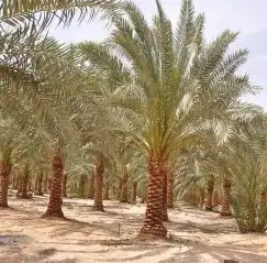 توريد نخل جميع انواع 2