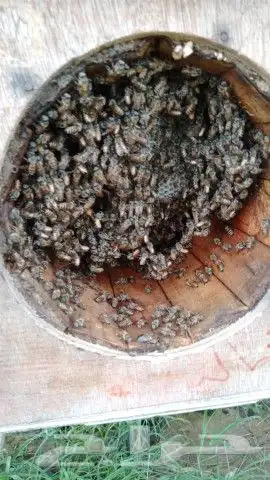 يوجد نحل للبيع خلايا حايلي نحل غنامي واميات نحل طيب مليان 5