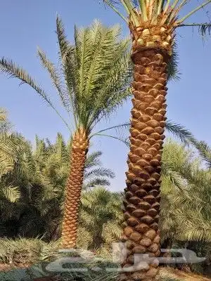 نقوم بتوريد انخل بجميع المقاسات 7