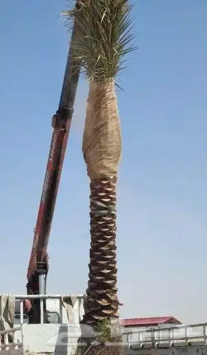 توريد نخل جميع انواع 1