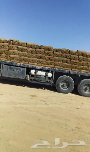 نجيله عشب اخضر ثيل 6