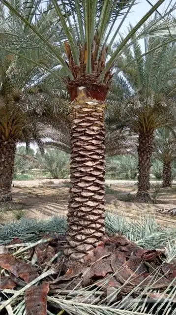 توريد نخل جميع انواع 4