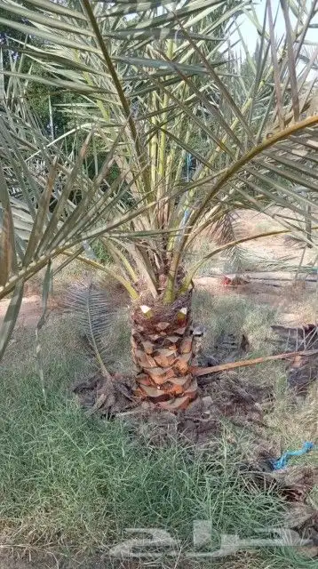 توريد نخل جميع انواع 3