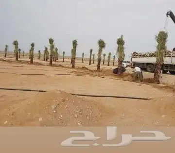 نقوم بتنفيذ الشبوك ونخيل والشغال الحجر الطبيعي وتوريد نخيل و 7