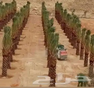 نقوم بتوريد انخل بجميع المقاسات 4