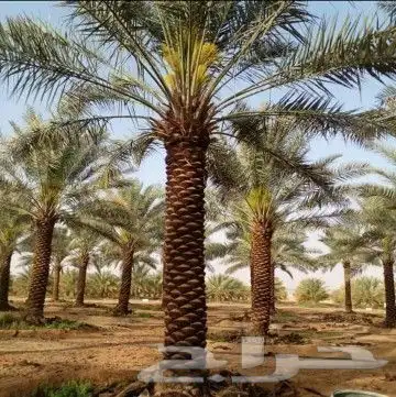 نقوم بتنفيذ الشبوك ونخيل والشغال الحجر الطبيعي وتوريد نخيل و 6