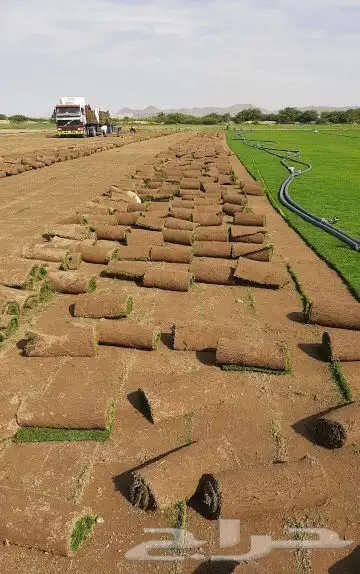 نجيله عشب اخضر ثيل 3