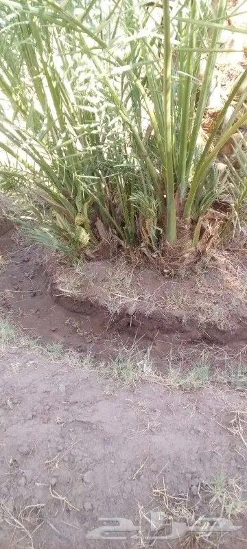 فسائل نخيل متوفر فسائل اخلاص عنبره رشوديه برحي روتانا 4