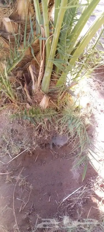 فسائل نخيل متوفر فسائل اخلاص عنبره رشوديه برحي روتانا 3