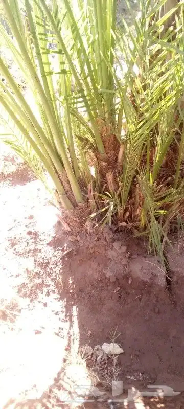 فسائل نخيل متوفر فسائل اخلاص عنبره رشوديه برحي روتانا 6