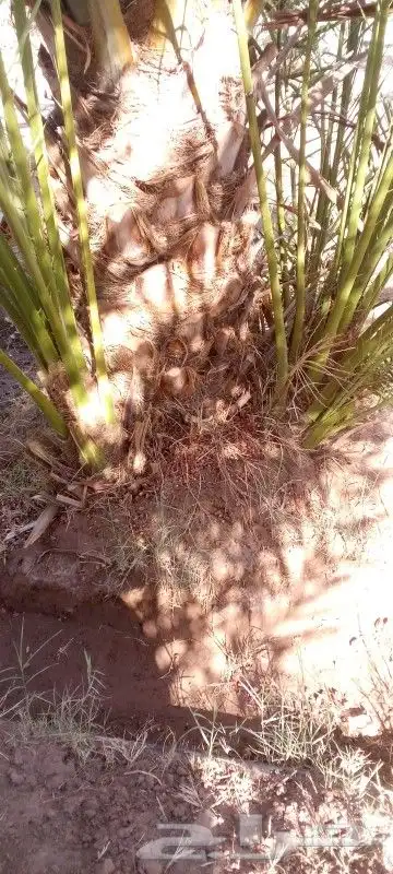 فسائل نخيل متوفر فسائل اخلاص عنبره رشوديه برحي روتانا 1