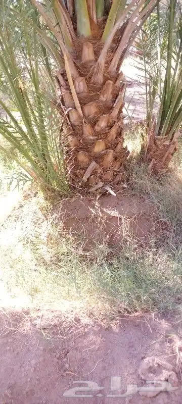 فسائل نخيل متوفر فسائل اخلاص عنبره رشوديه برحي روتانا 5
