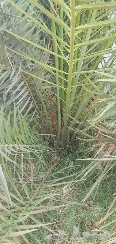 يتوفر لدينا جميع انواع الفسايل 2