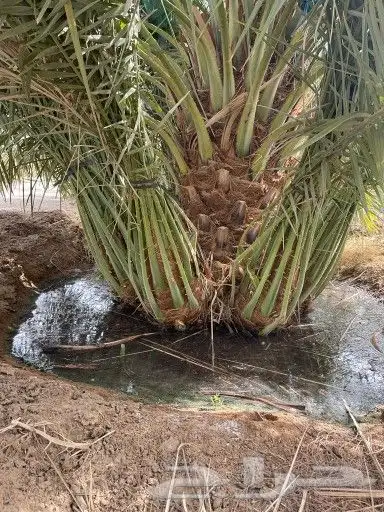 زراعه نخيل 9